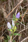 Catesby's gentian